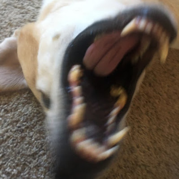 maddiebamf